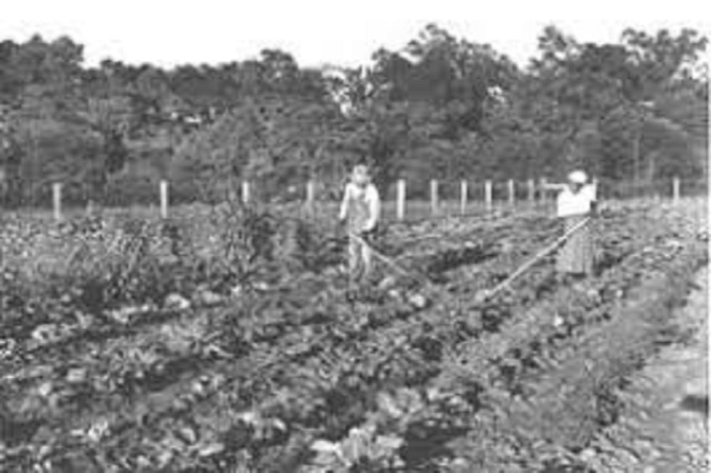 Reconnecting Roots: Exploring Plant Medicine Through the Black American Lens Introduction